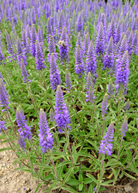 Veronica wormskjoldii (stelleri)